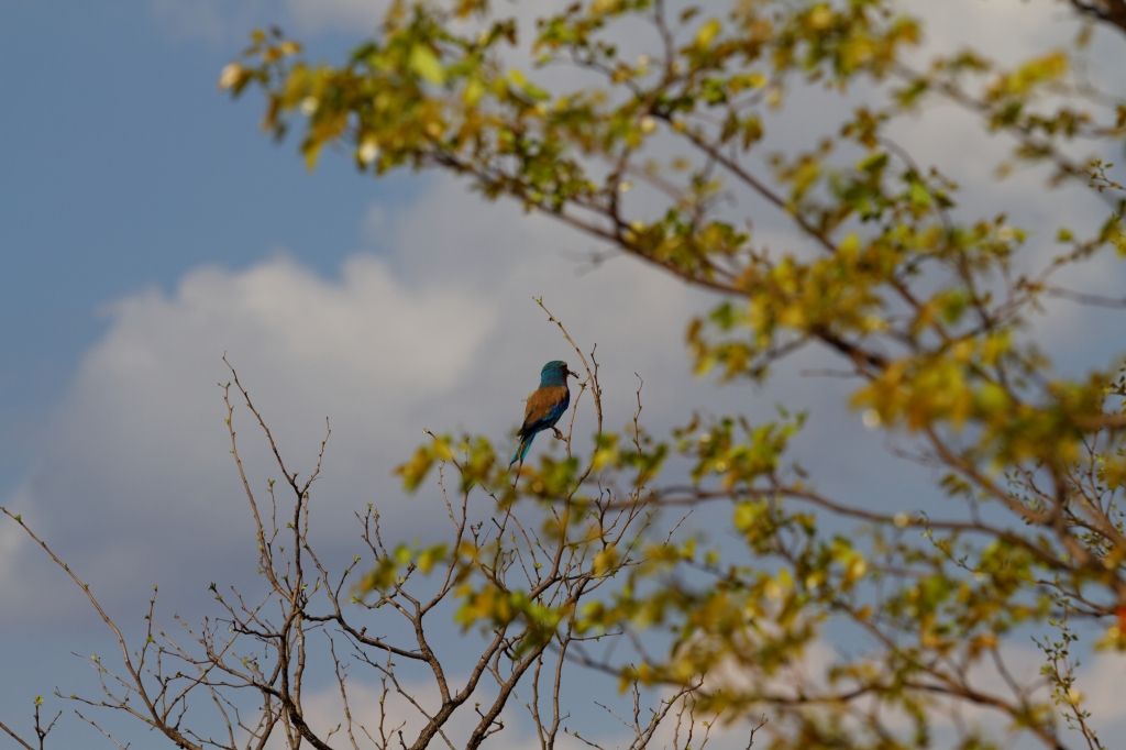 08 - Kruger NP (7).jpg